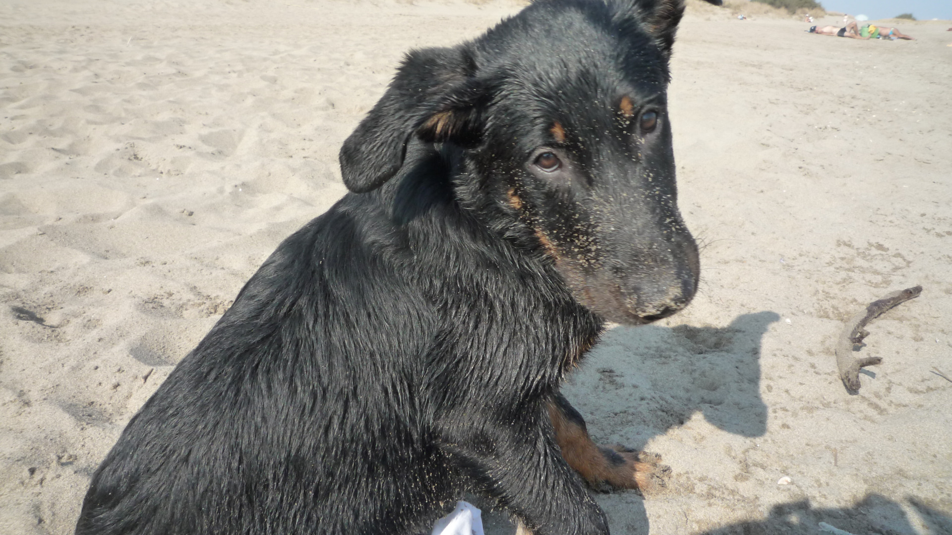 Mon chien c'est le plus beau